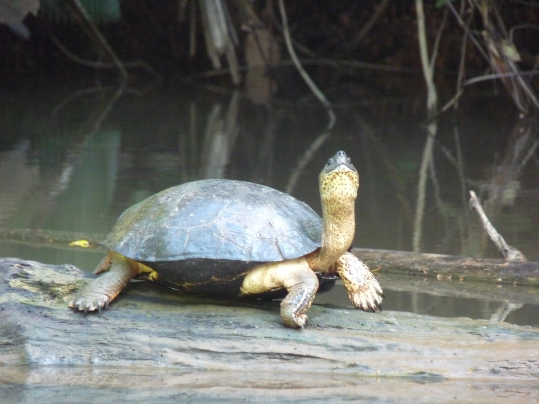 Turtles in Tortuguero - Lockeys on holiday